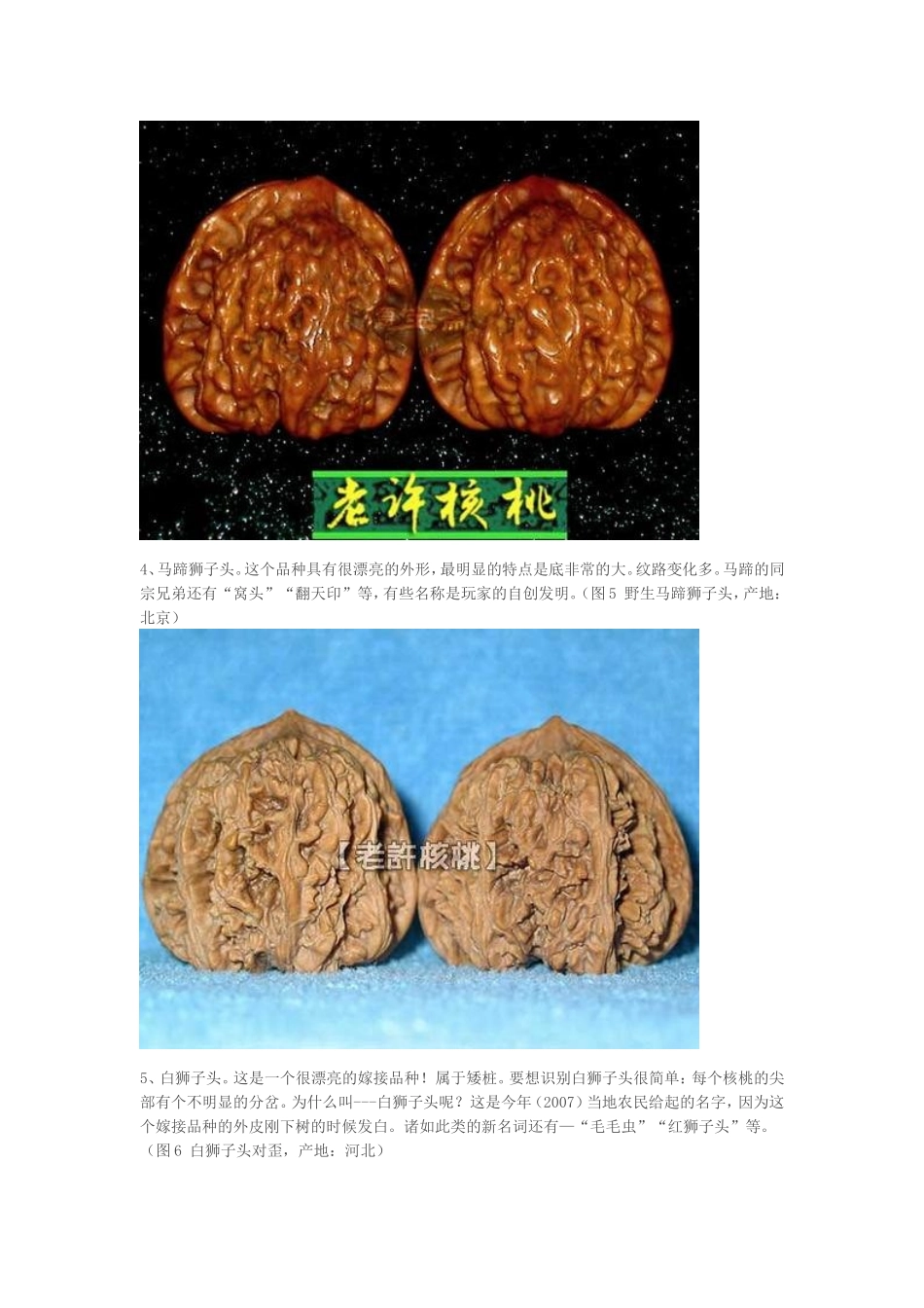 图解文玩核桃的种类和特点(核桃图鉴百)_第3页