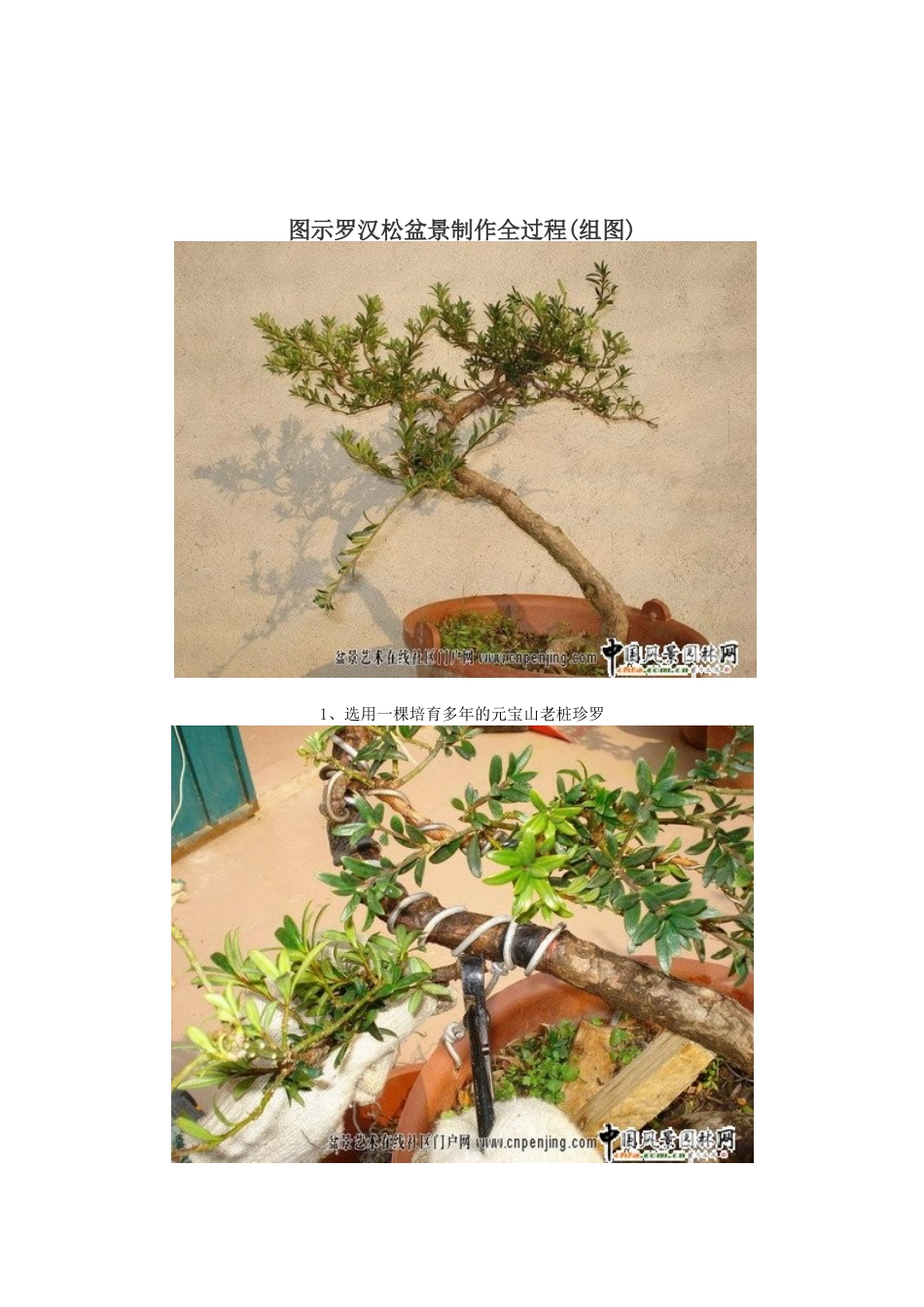 图示罗汉松盆景制作全过程_第1页