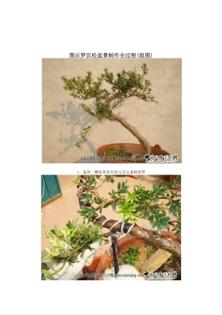 图示罗汉松盆景制作全过程