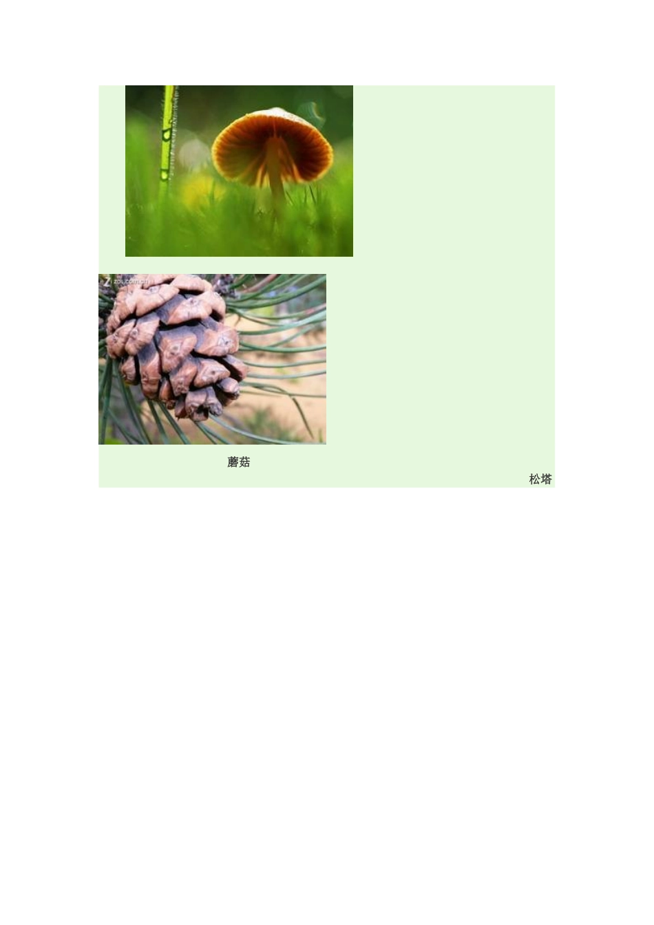 图案基础9-植物图案_第3页