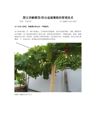 图文详解楼顶阳台盆栽葡萄的管理技术