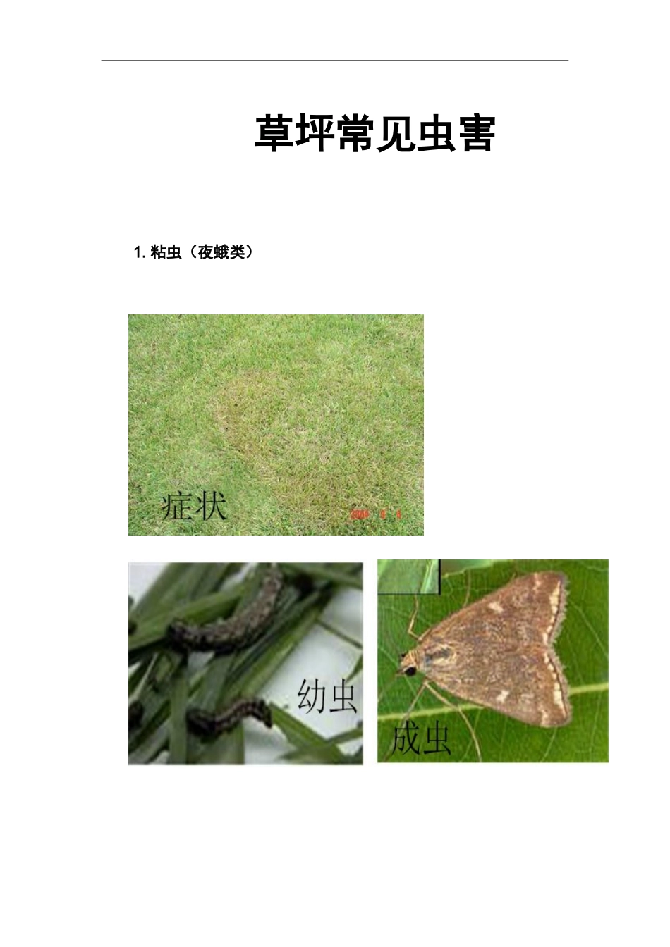 园林草坪常见虫害_第1页