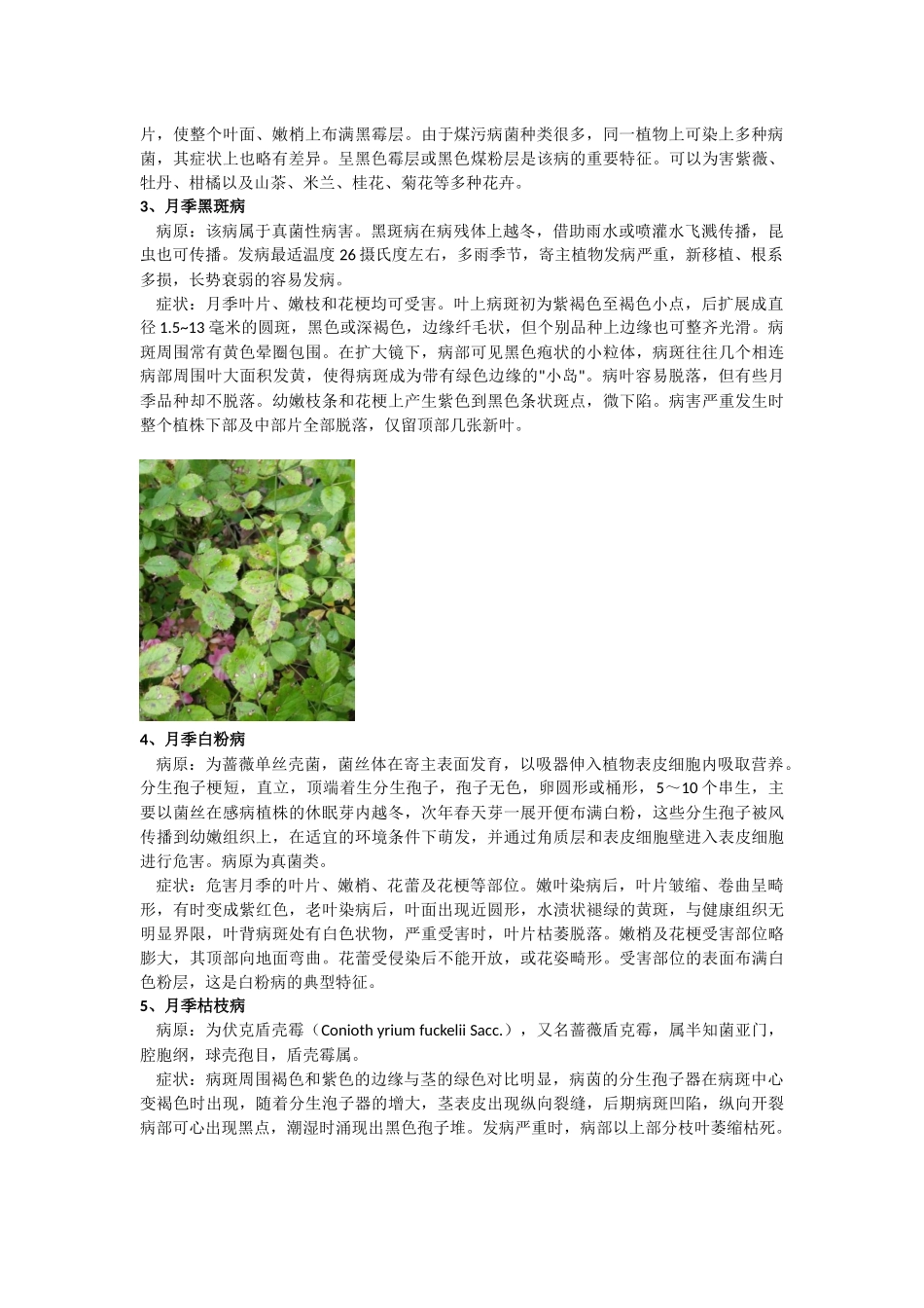 园林植物病虫害调查报告_第2页