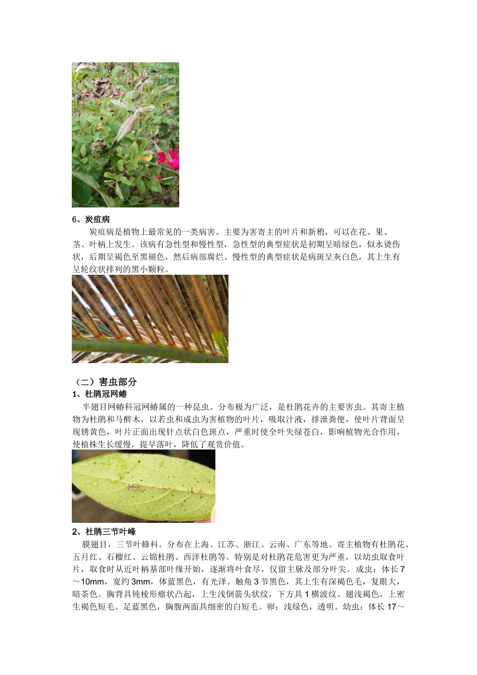 园林植物病虫害调查报告_第3页