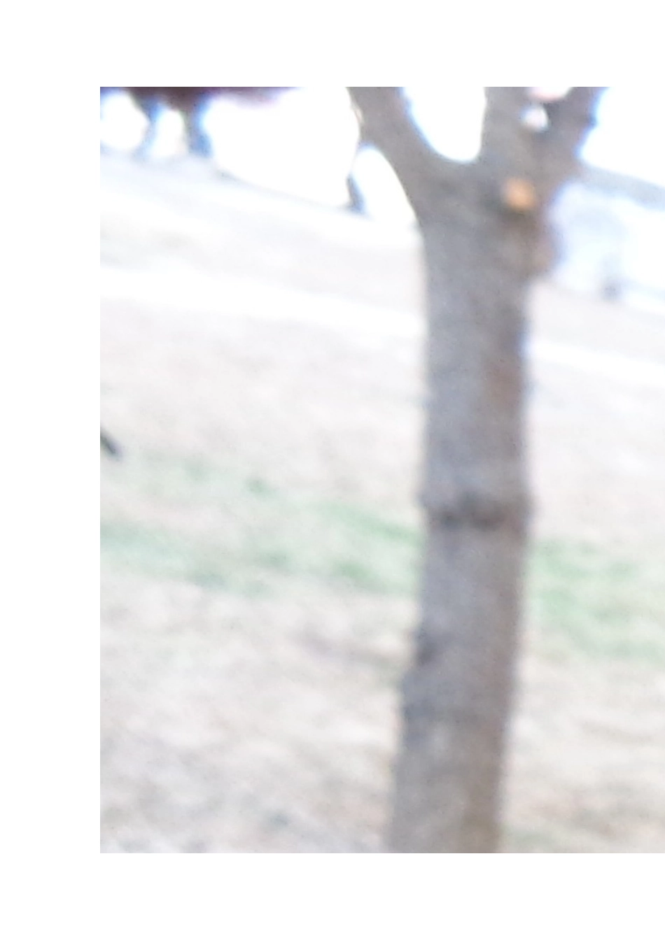 园林植物的分枝方式实习报告_第2页