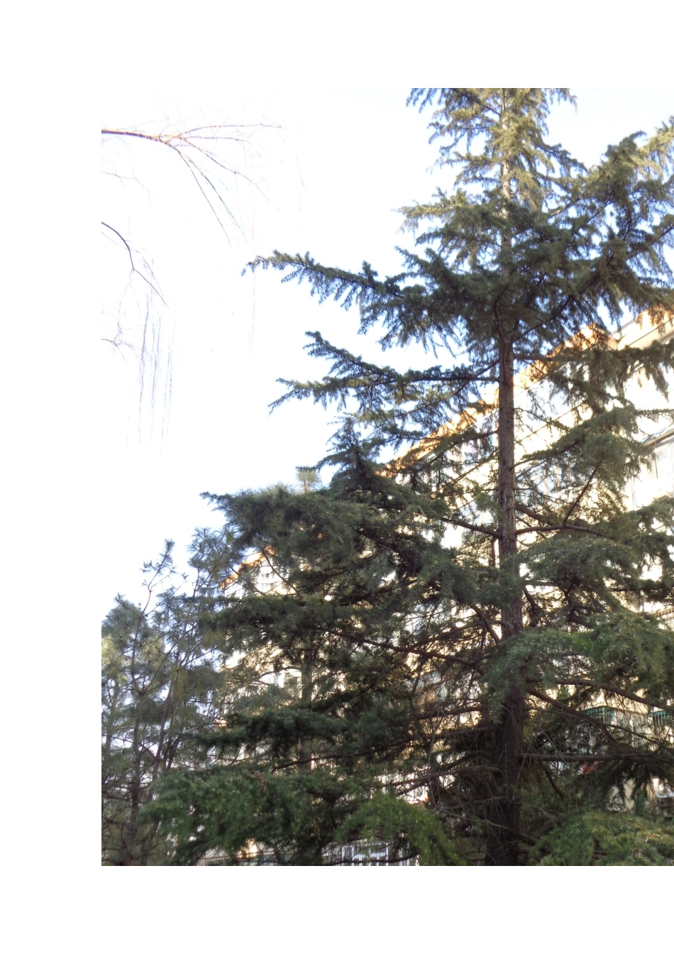 园林植物的分枝方式实习报告_第3页