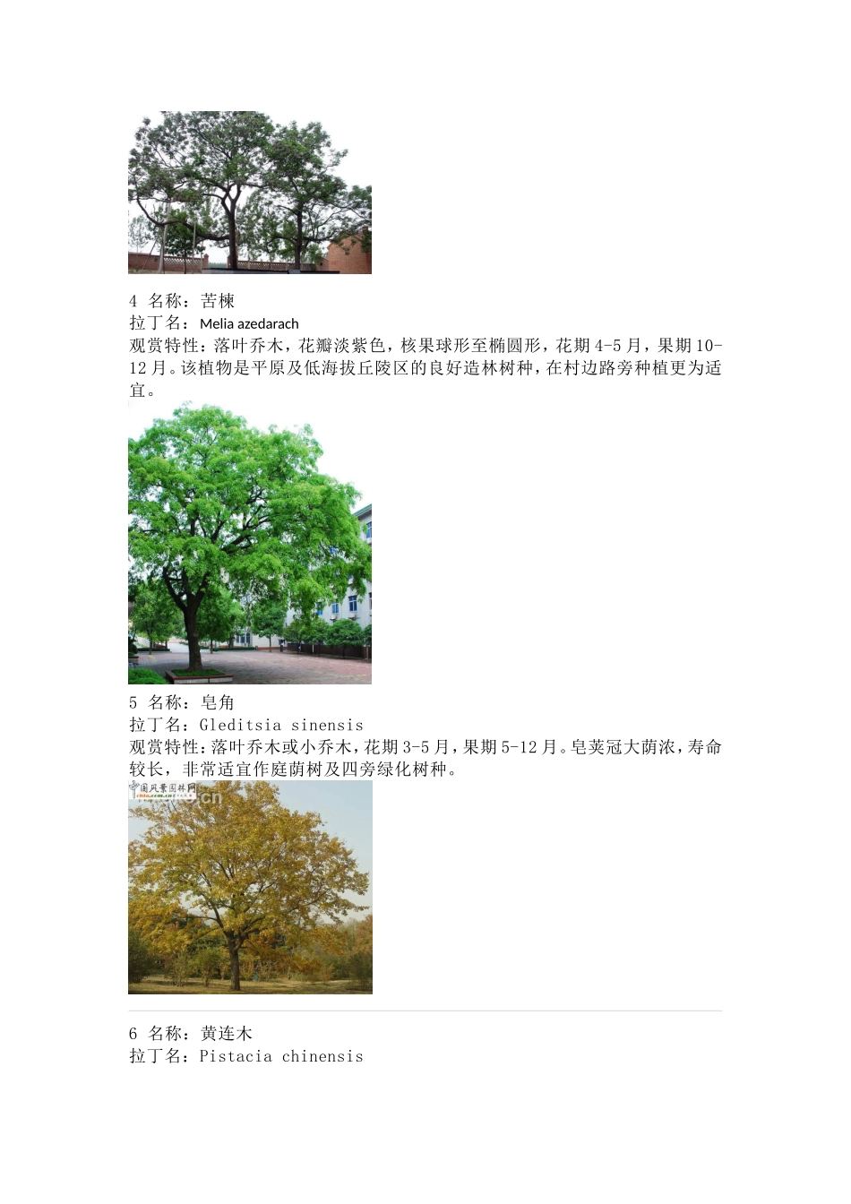 北方常见树种_第2页