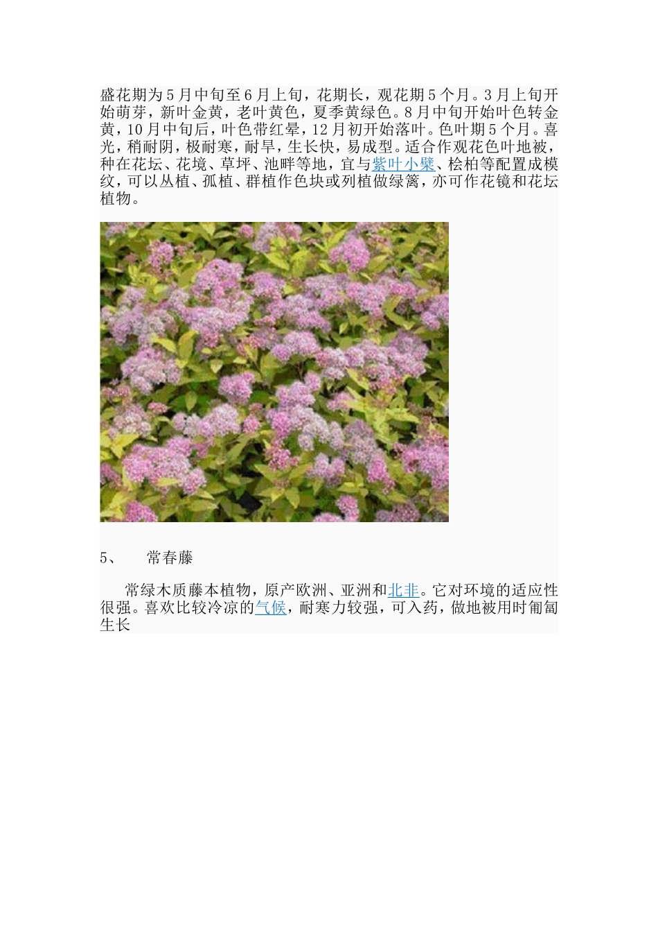 北方常用地被植物_第3页