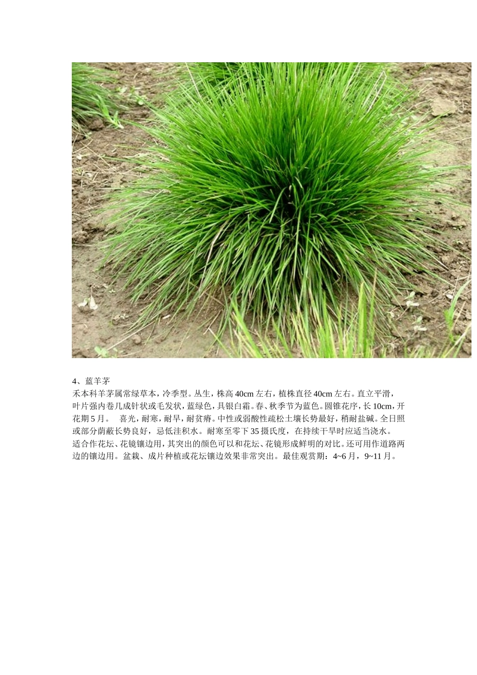 北方常用观赏草系列简介_第3页
