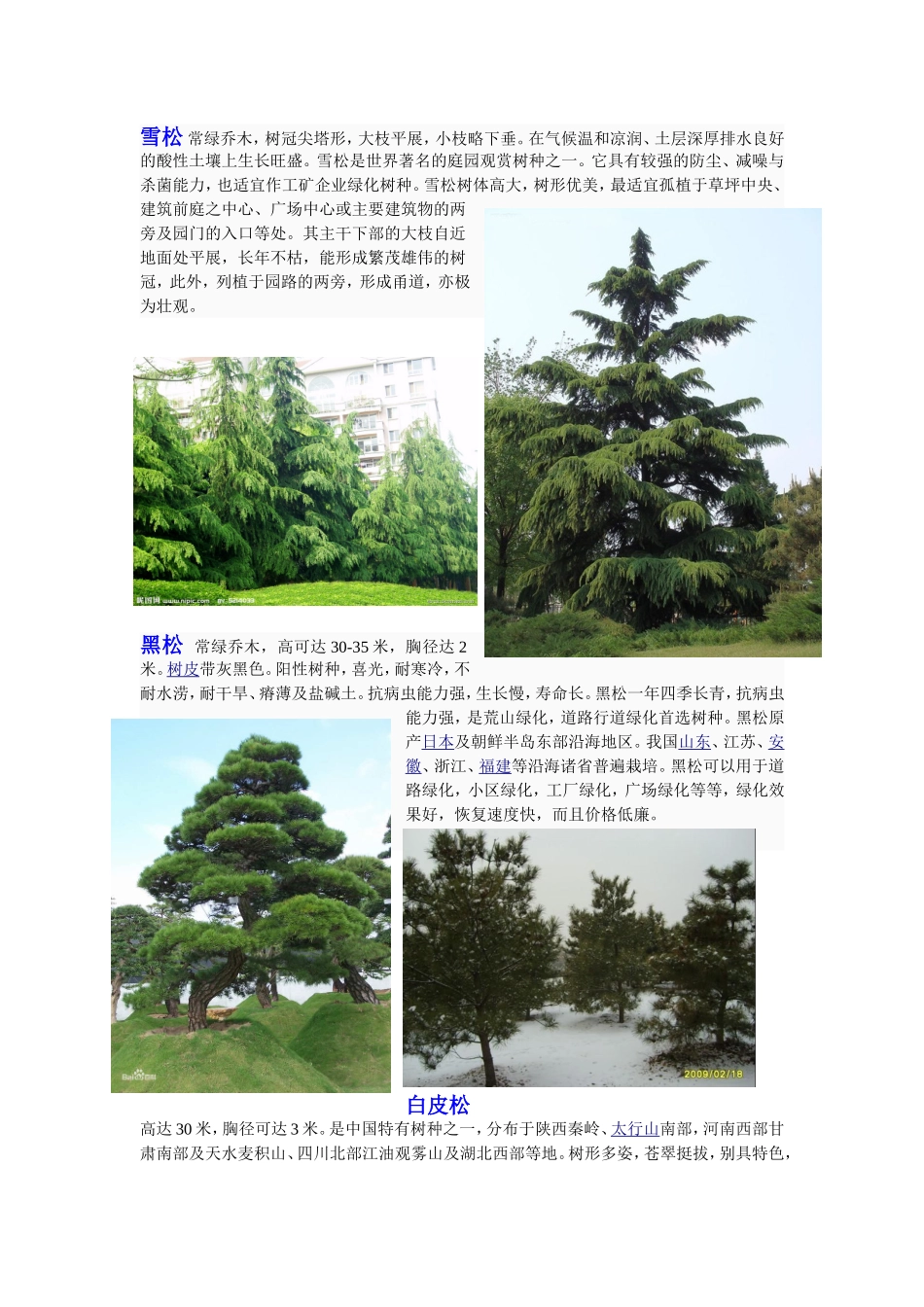 北方常用园林常绿树种介绍_第1页