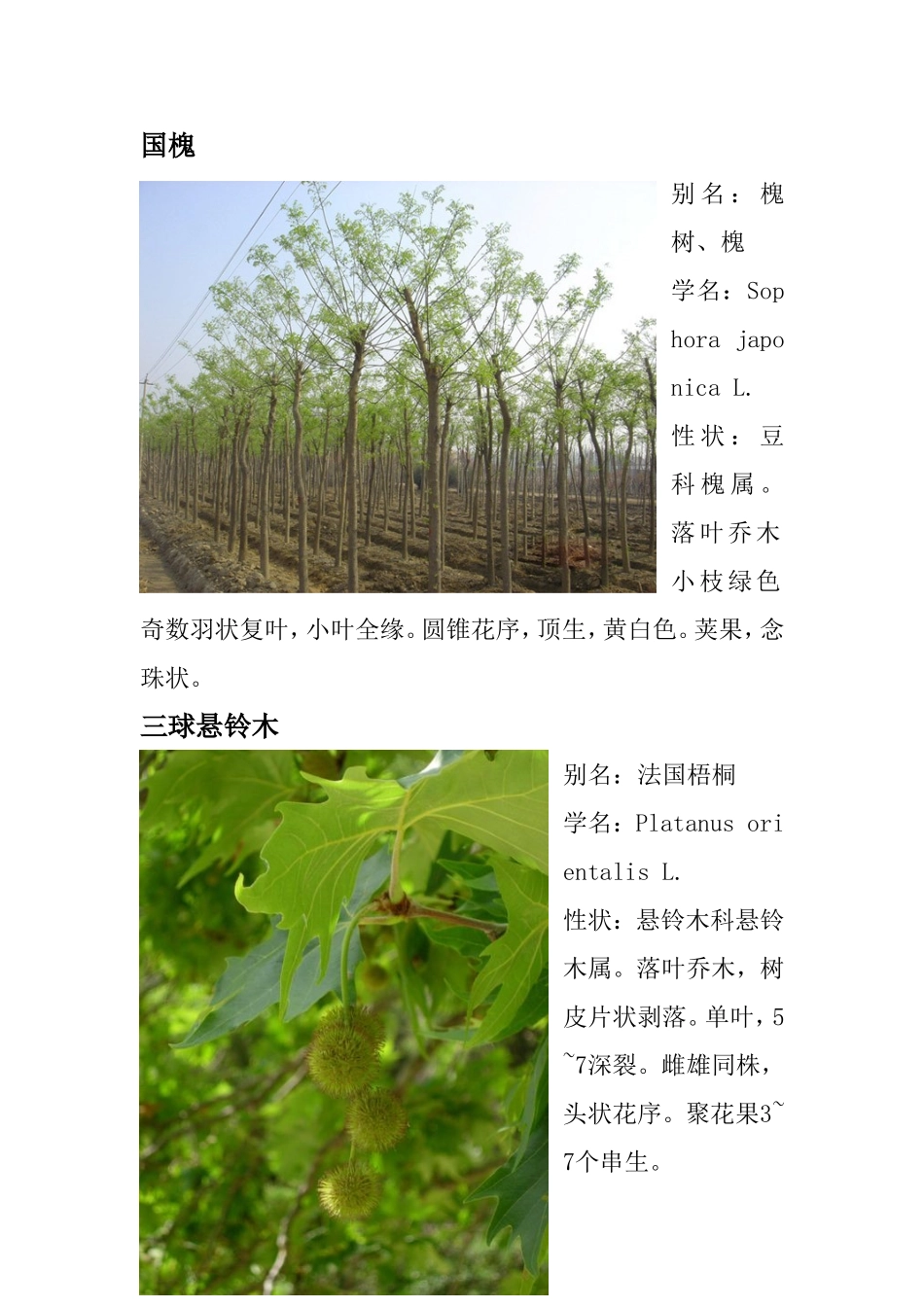北方小区绿化常用苗木图样及介绍_第1页