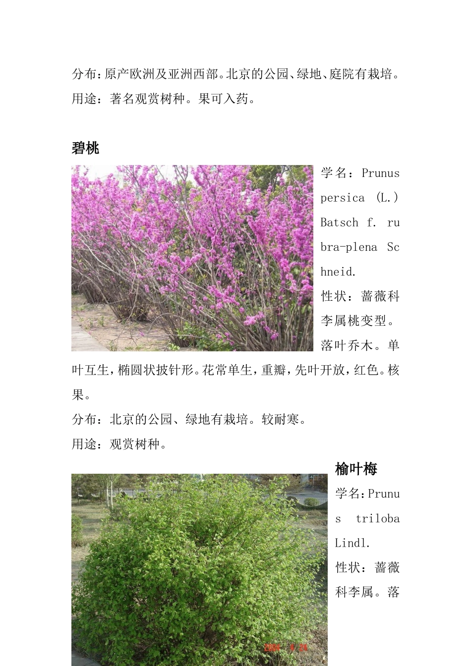 北方小区绿化常用苗木图样及介绍_第2页