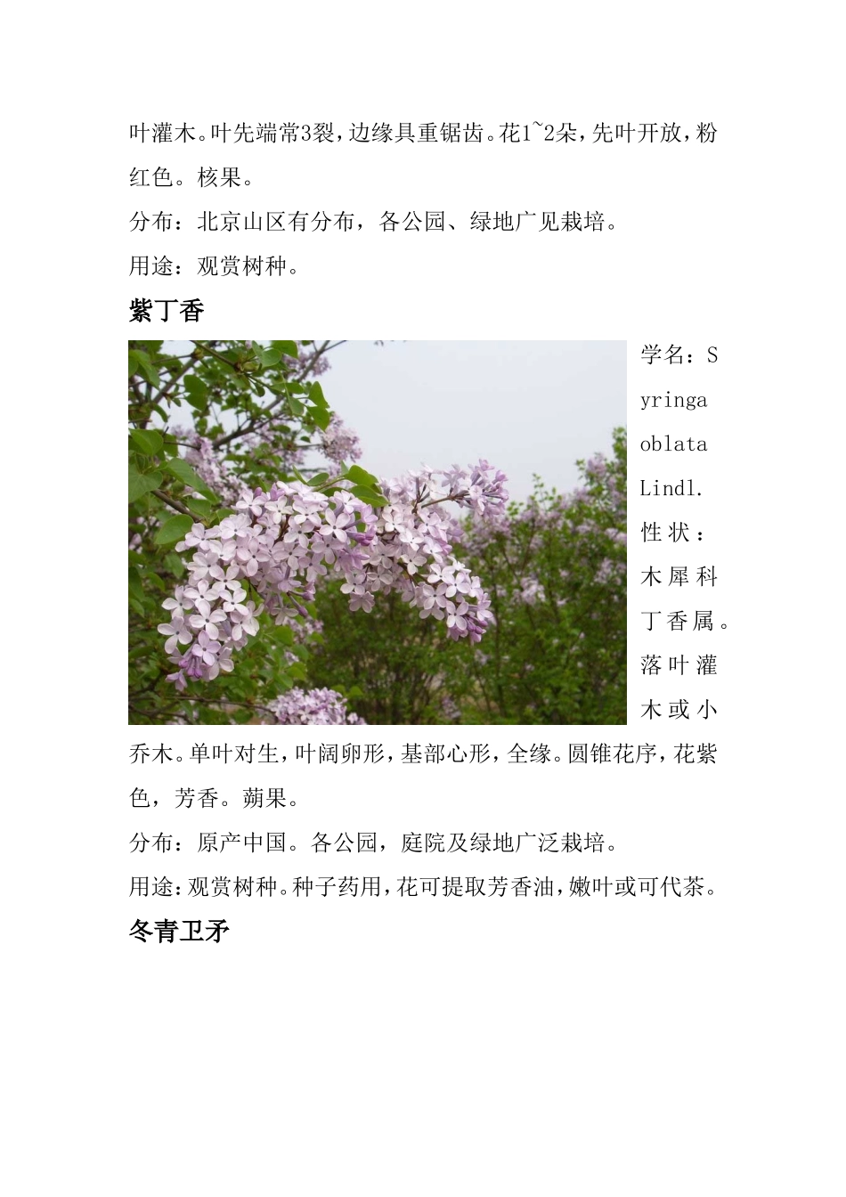 北方小区绿化常用苗木图样及介绍_第3页