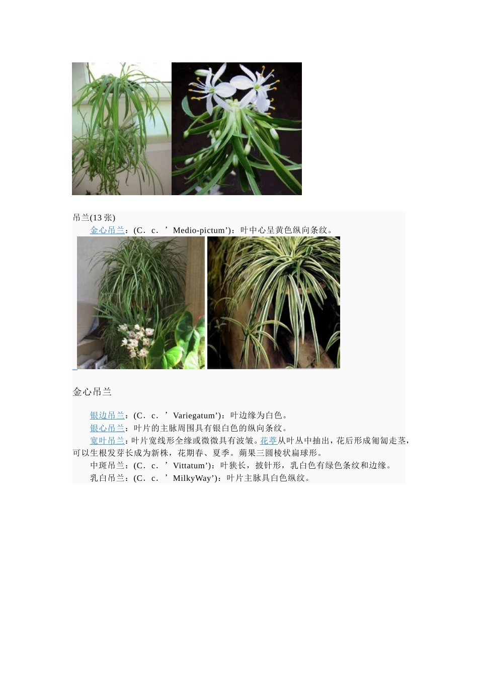 吊兰养殖方法大全(附图)_第2页