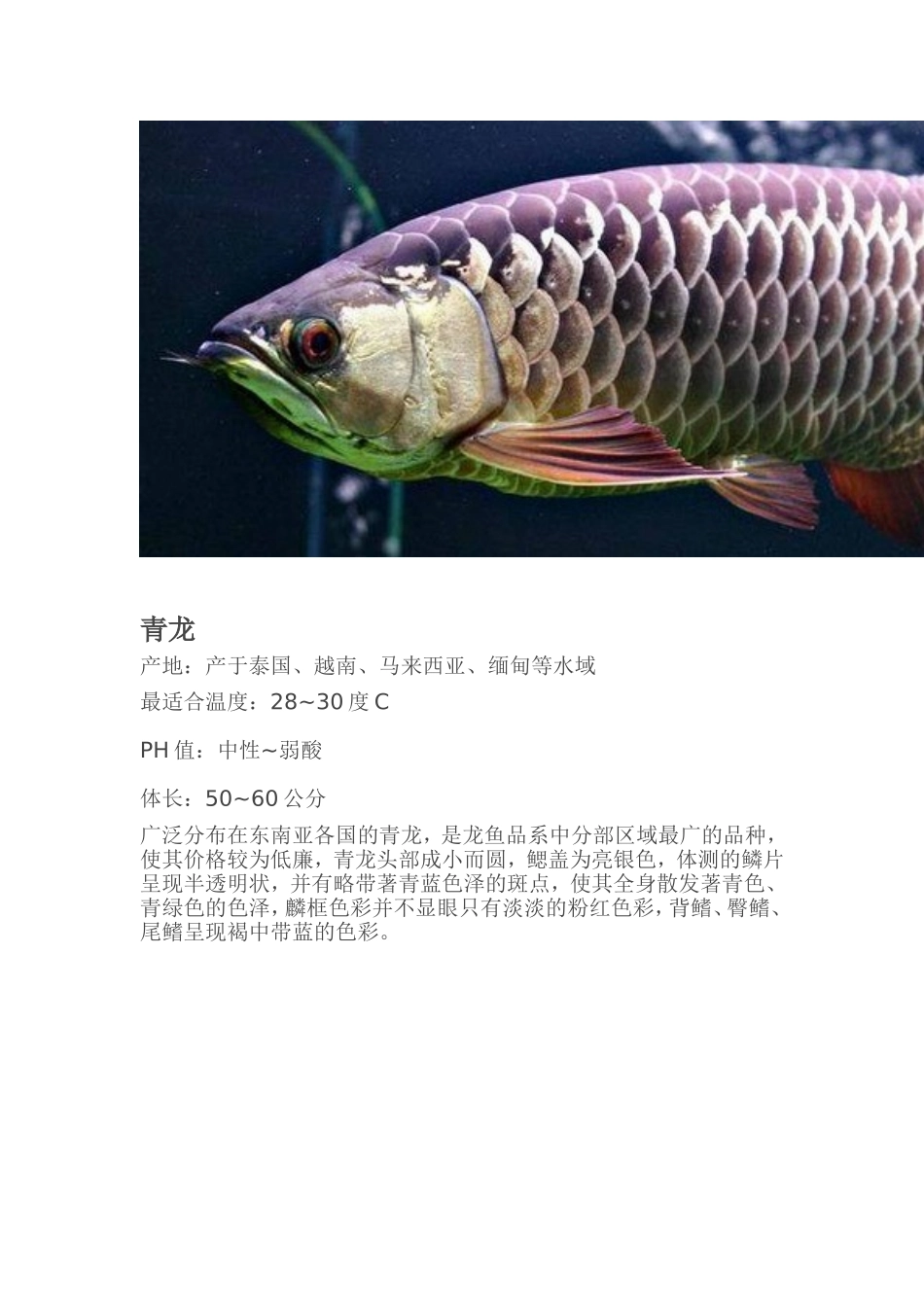 各类龙鱼图文介绍_第3页