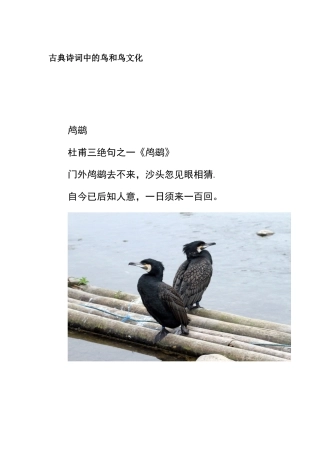 古典诗词中的飞鸟-鸬鹚