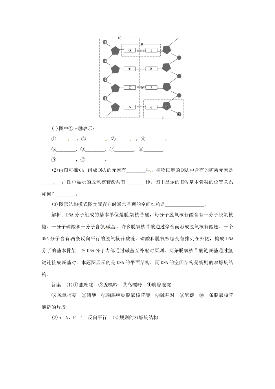 高中生物 第四章 第二节 DNA的结构和DNA的复制随堂演练1 苏教版必修2_第2页