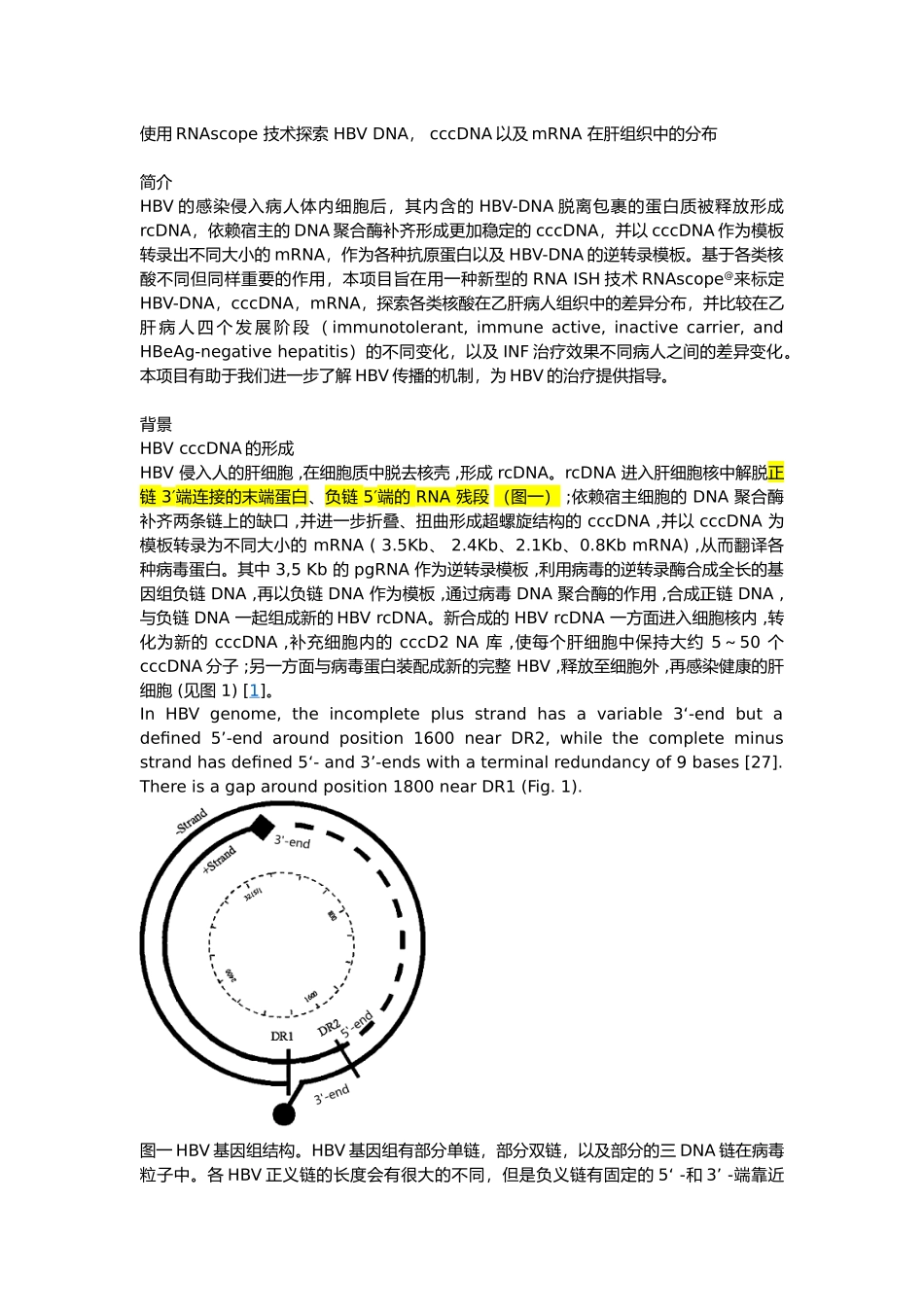 使用RNAscope-技术探索-HBV-DNA--cccDNA以及mRNA-在肝组织中的分布_第1页