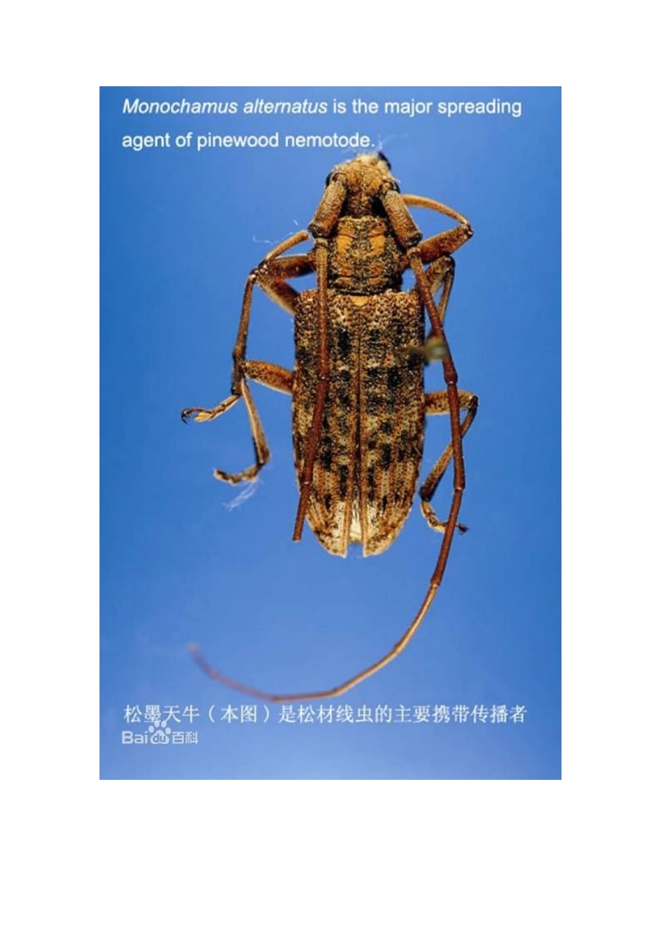 全国林业检疫性有害生物图谱_第2页