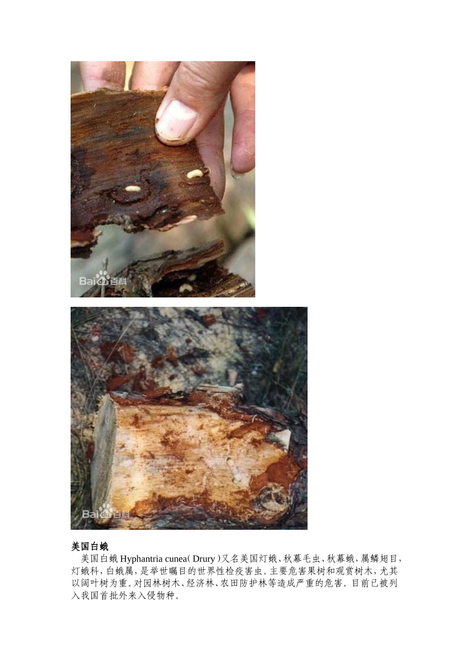 全国林业检疫性有害生物图谱_第3页