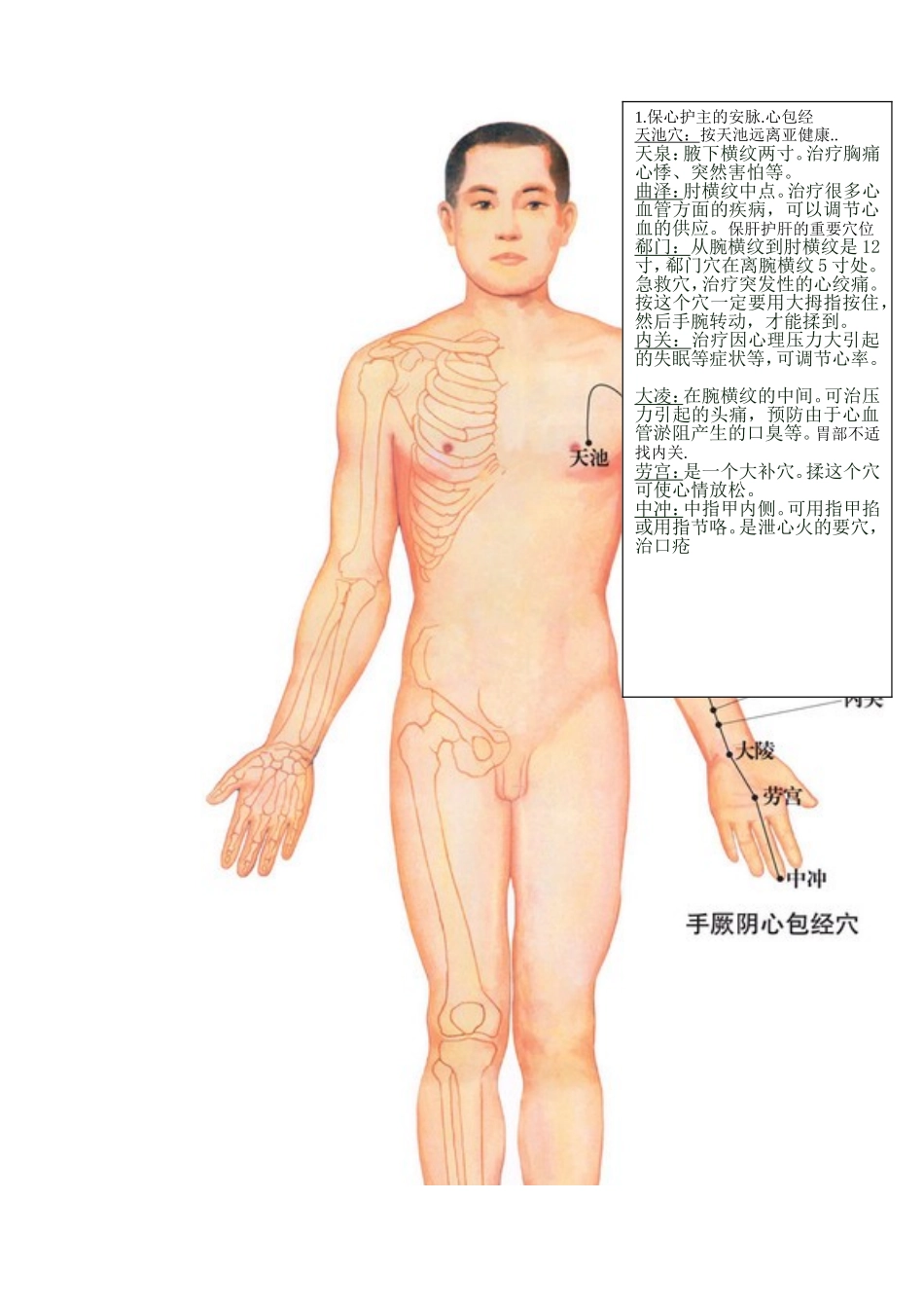 全身14经络示范图_第2页