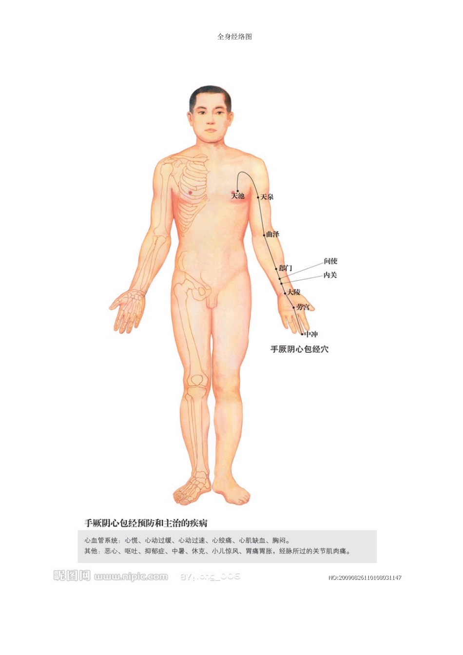 全身经络示范图(免费)_第1页
