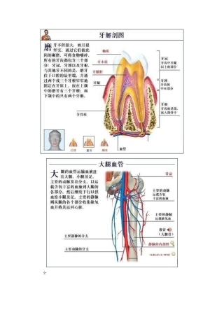 全套人体解剖图彻底了解自己