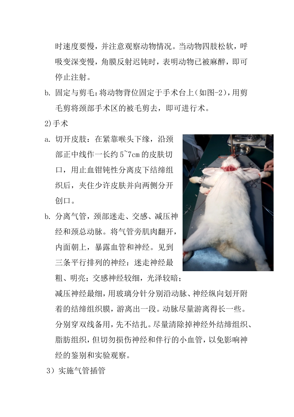 兔子实验报告-15154130_第3页