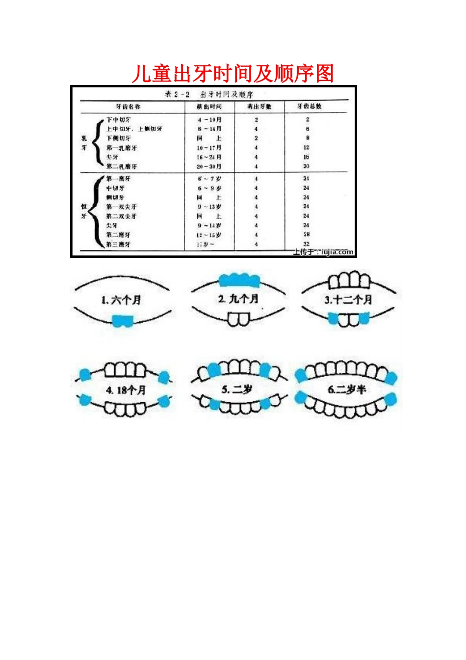 儿童出牙及换牙顺序图-2_第1页