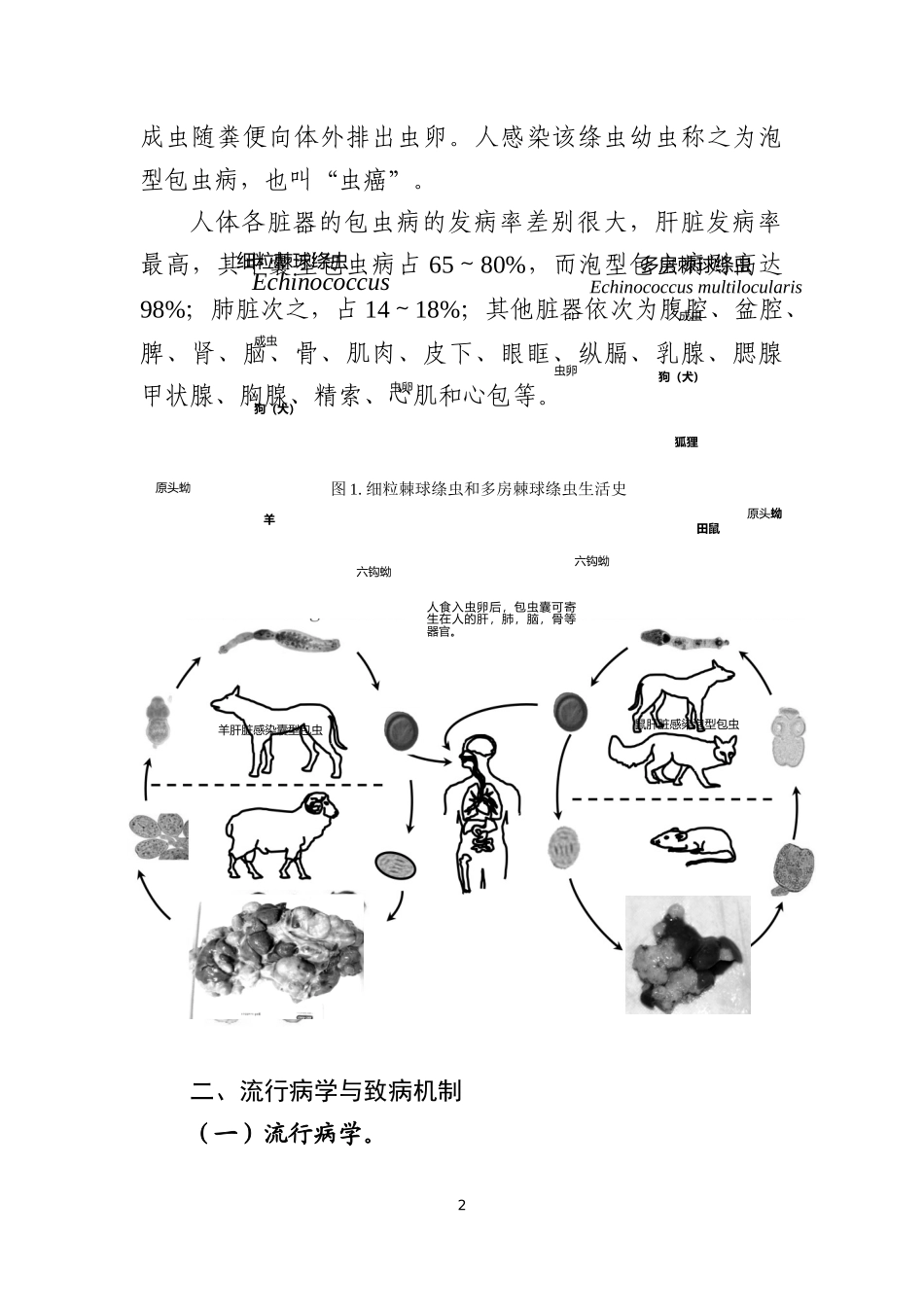 包虫病诊疗方案(2017年版)_第2页