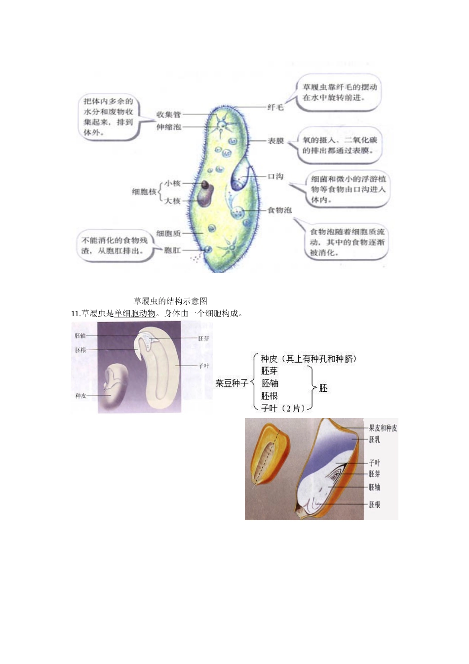 初中生物图专题训练(附题目答案)_第3页