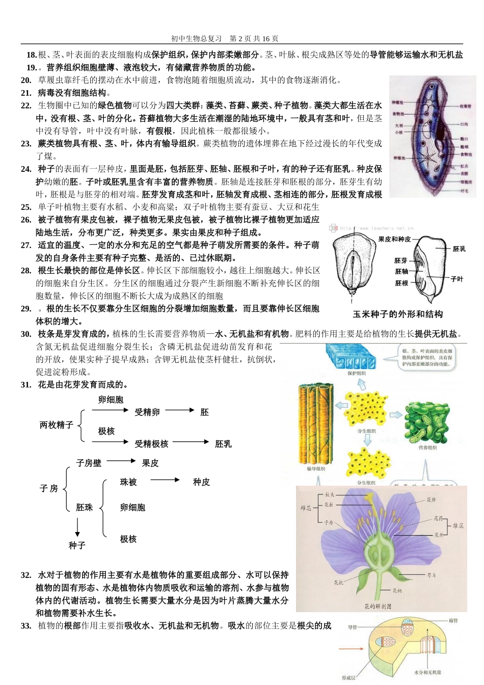 初中生物总复习提纲{带彩图}新人教版_第2页