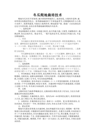 冬瓜爬地栽培技术