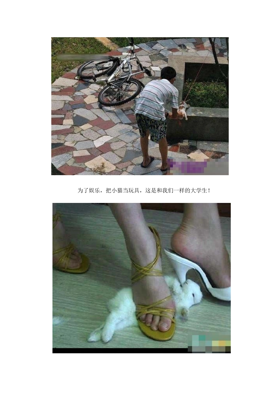 动物保护期末作业_第2页