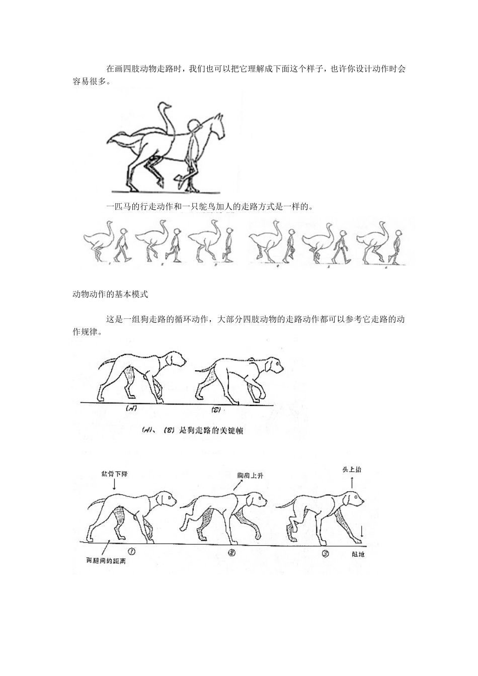 动物动作设计-兽类走_第2页