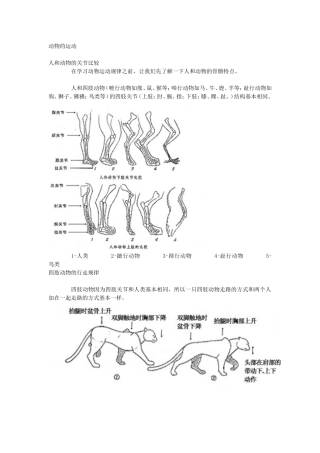 动物动作设计-兽类走