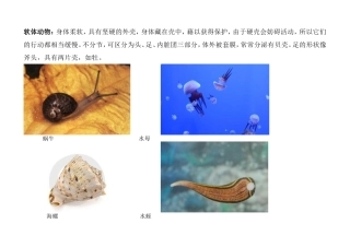 动物分类及图片(动物王国)