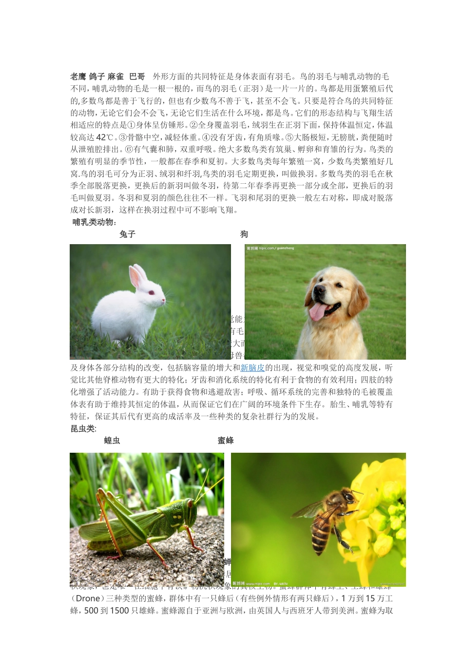 动物分类及图片_第2页