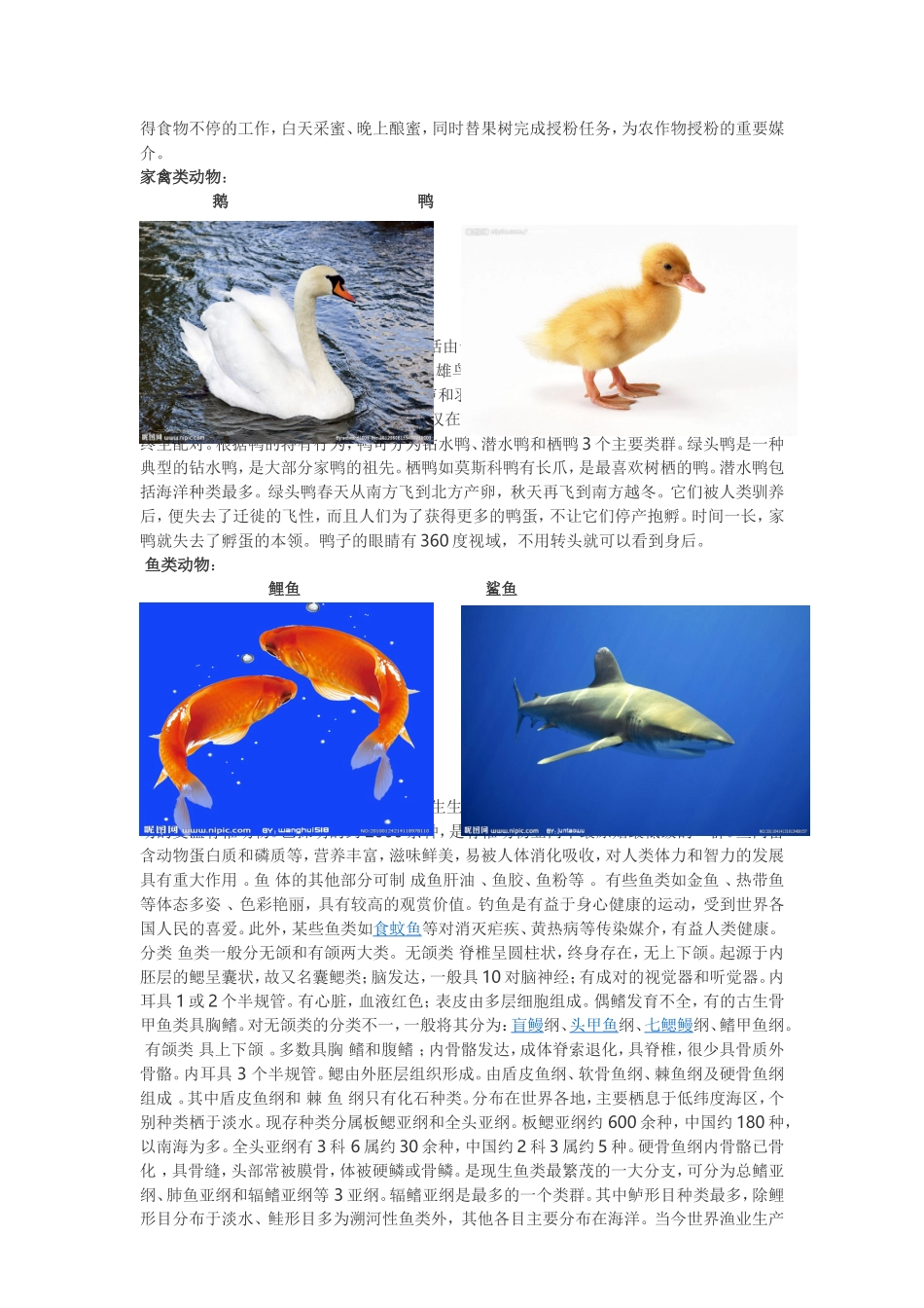 动物分类及图片_第3页