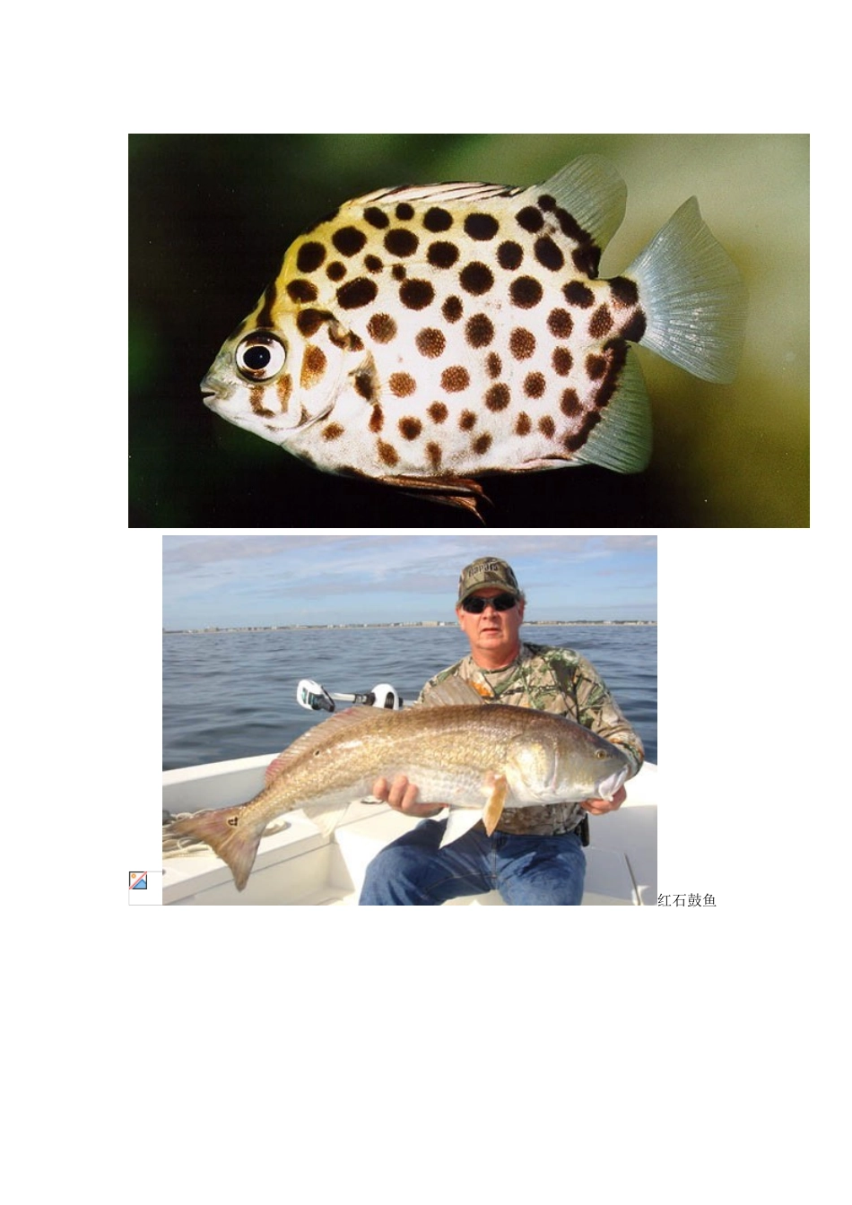 动物十大超能力_第3页