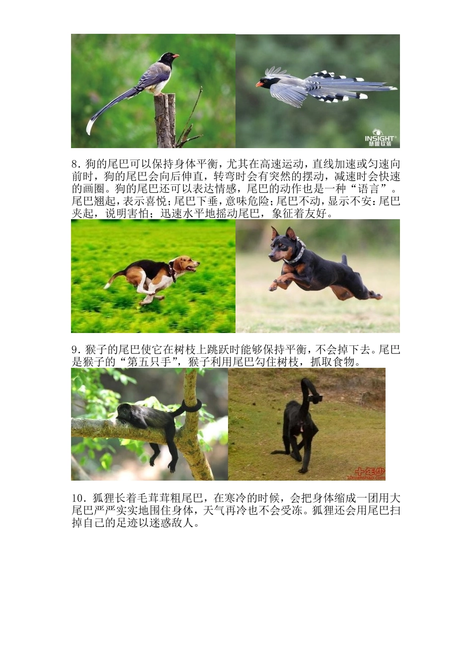 动物尾巴的功能_第3页
