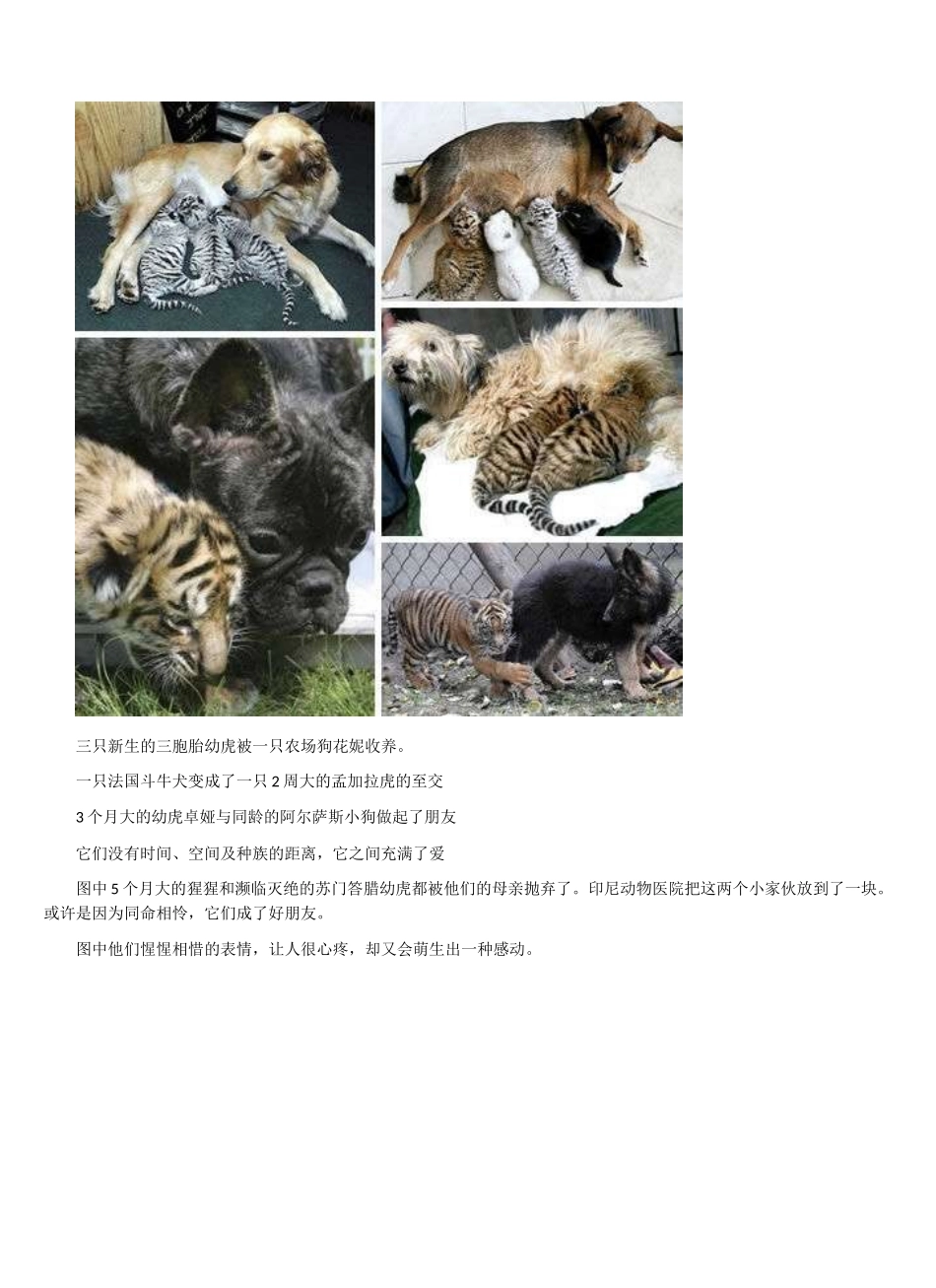 动物之间的友谊_第3页