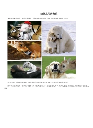 动物之间的友谊
