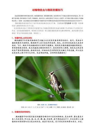 动植物昆虫与微距拍摄技巧