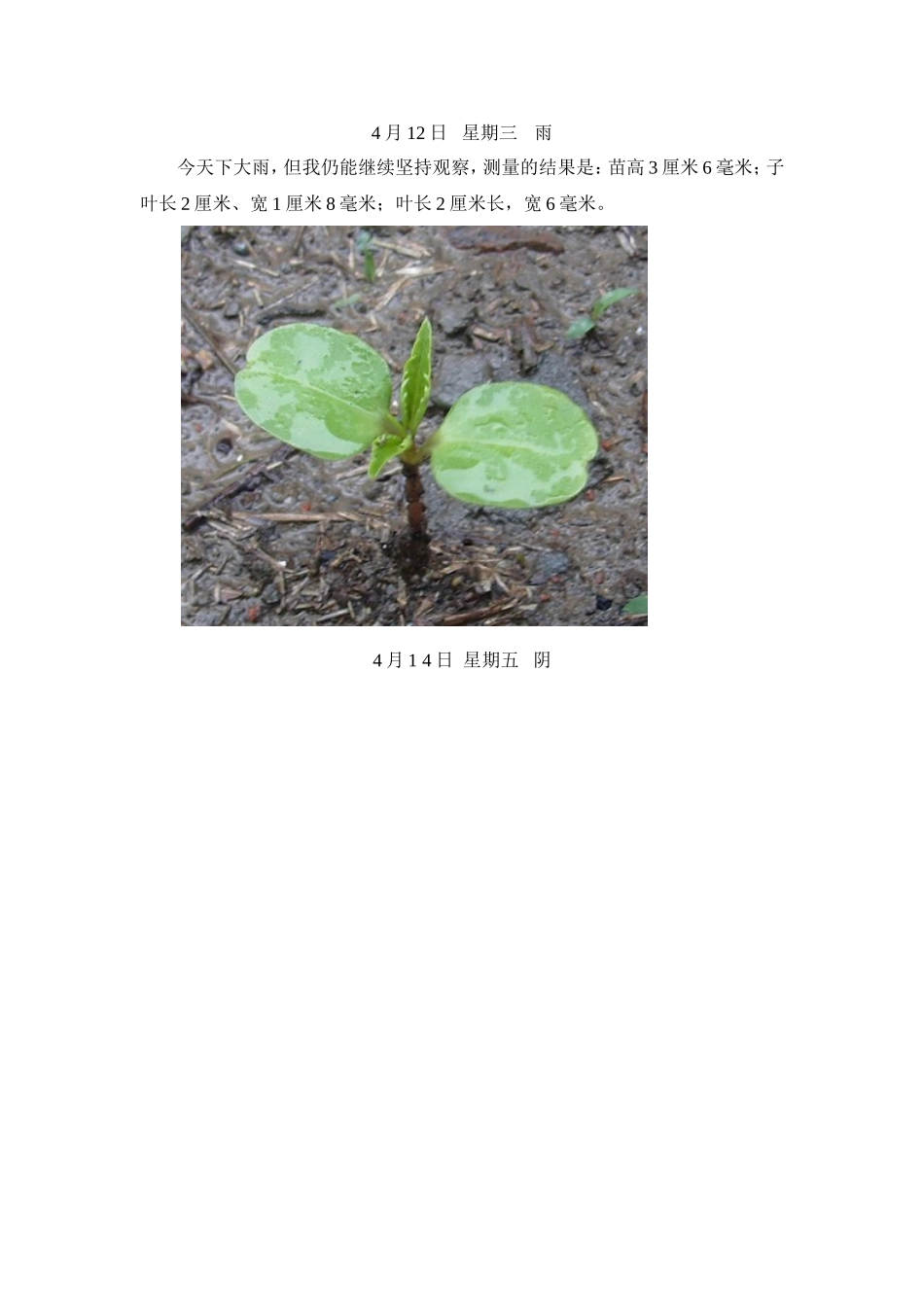 凤仙花成长情况记录表_第2页