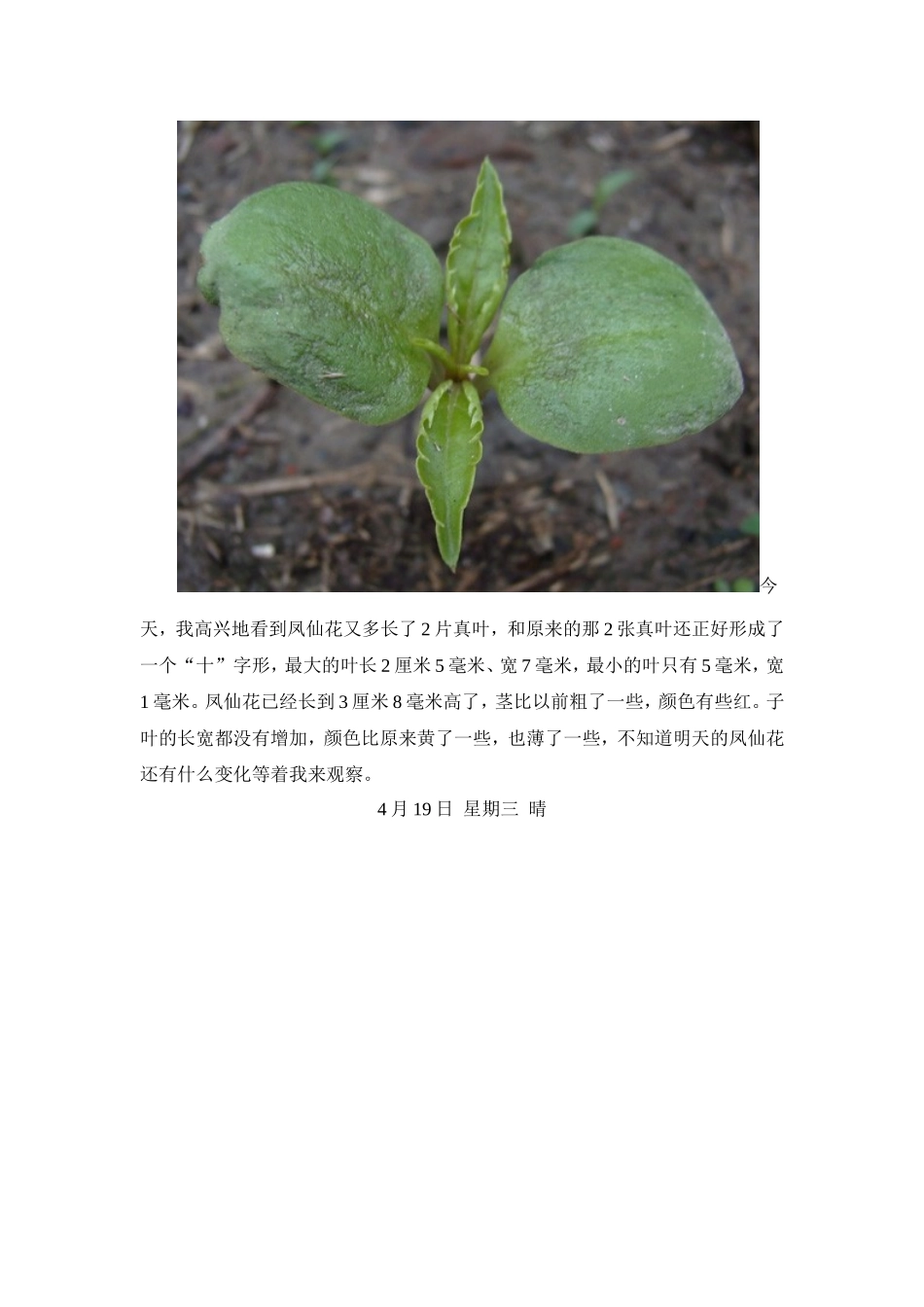 凤仙花成长情况记录表_第3页