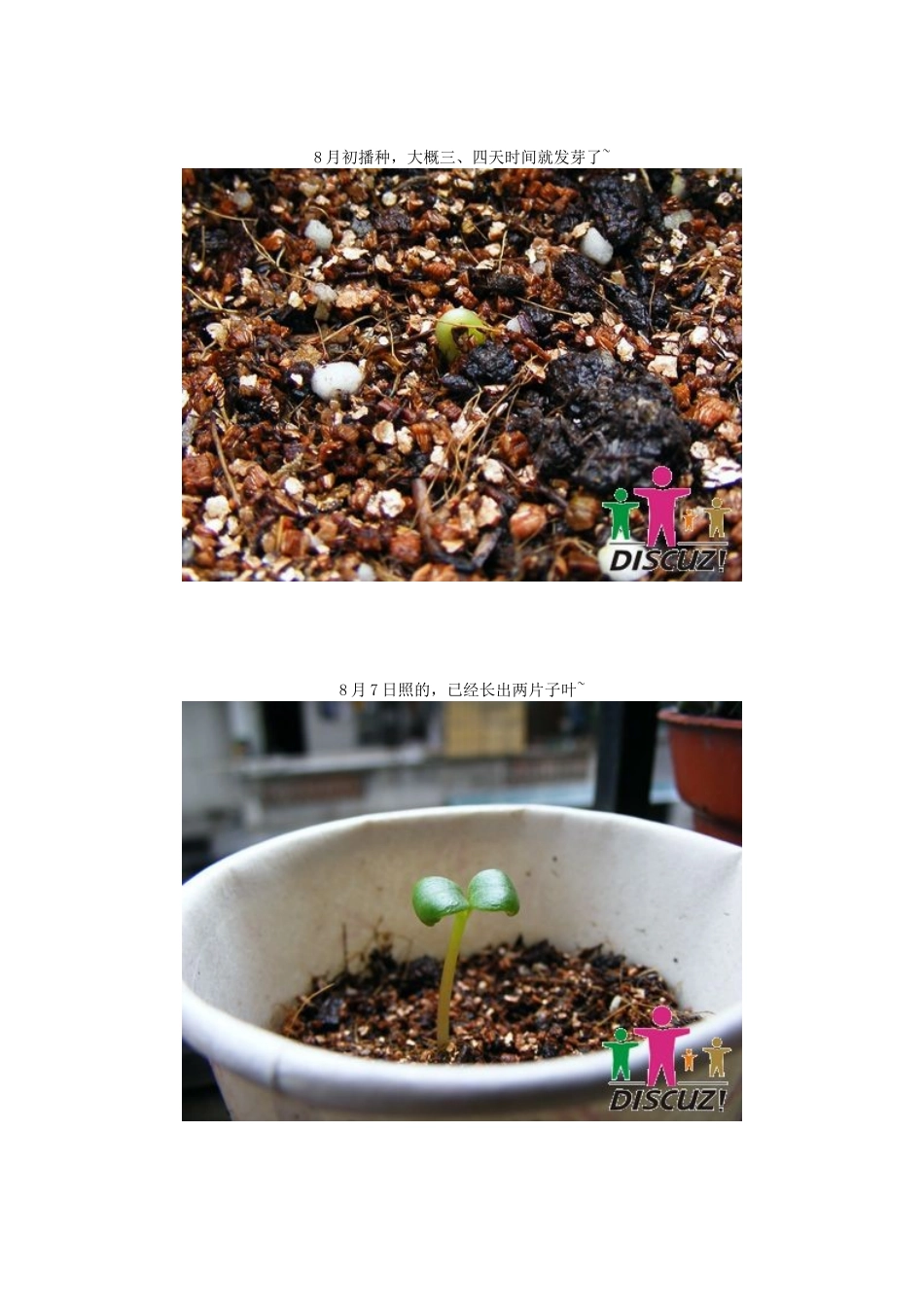 凤仙花观察日记_第2页