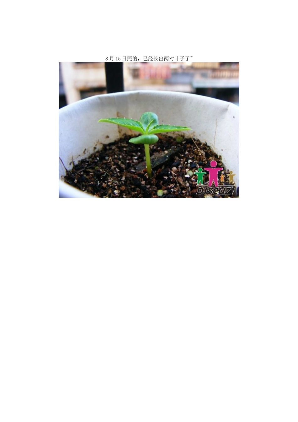 凤仙花观察日记_第3页