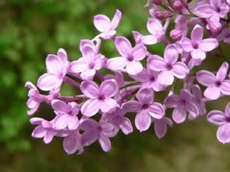 《代赠》《浣溪沙》《点绛唇素香丁香》专题培训课件_第2页