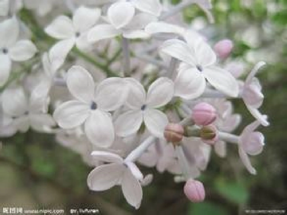 《代赠》《浣溪沙》《点绛唇素香丁香》专题培训课件_第3页